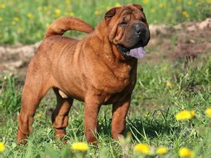Shar pei – Wikipedia
